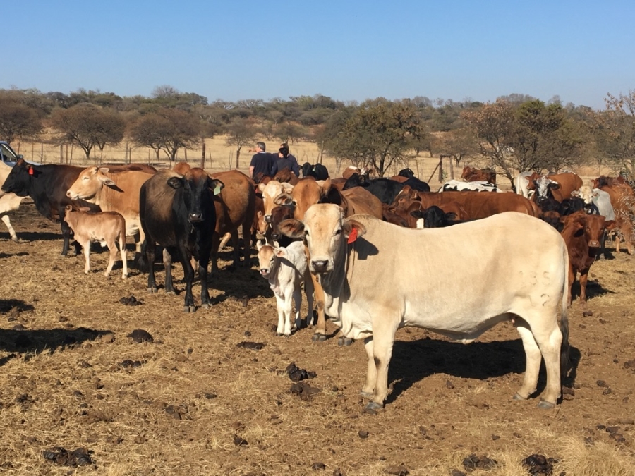 4 Bedroom Property for Sale in Ladysmith Rural KwaZulu-Natal