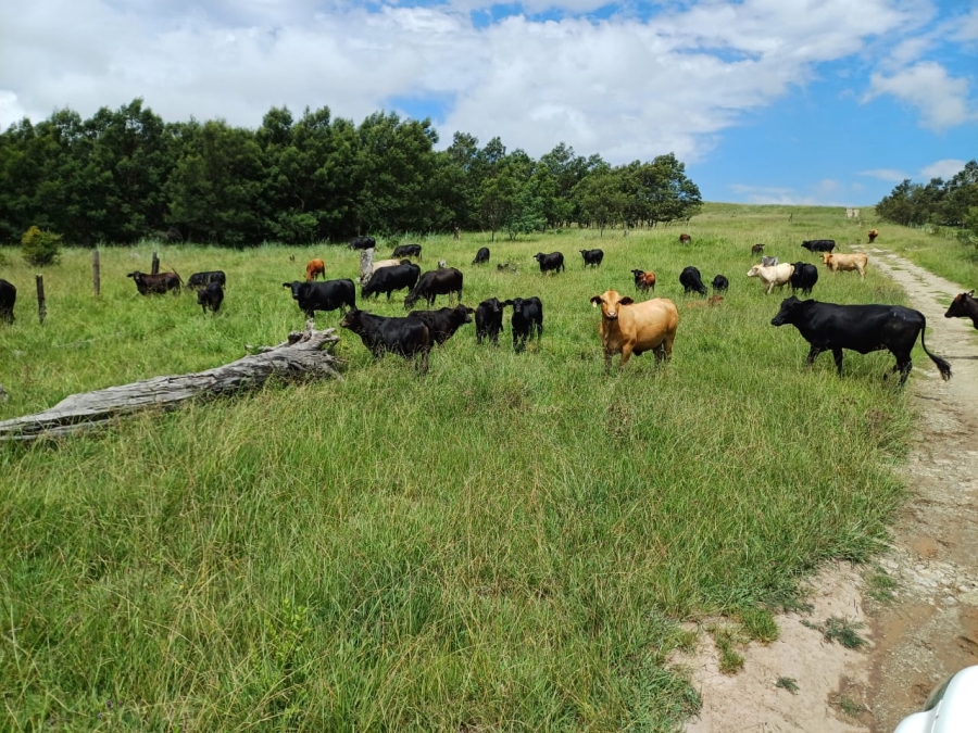 Commercial Property for Sale in Mpofana KwaZulu-Natal