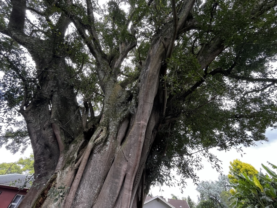 5 Bedroom Property for Sale in Richmond KwaZulu-Natal