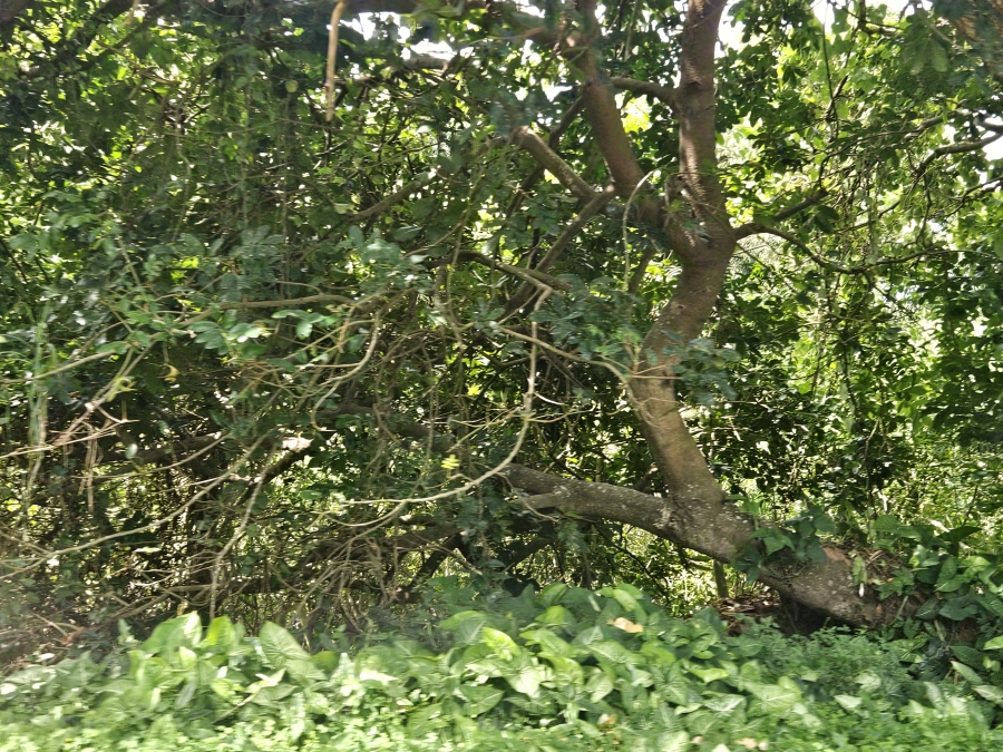 0 Bedroom Property for Sale in Clansthal KwaZulu-Natal