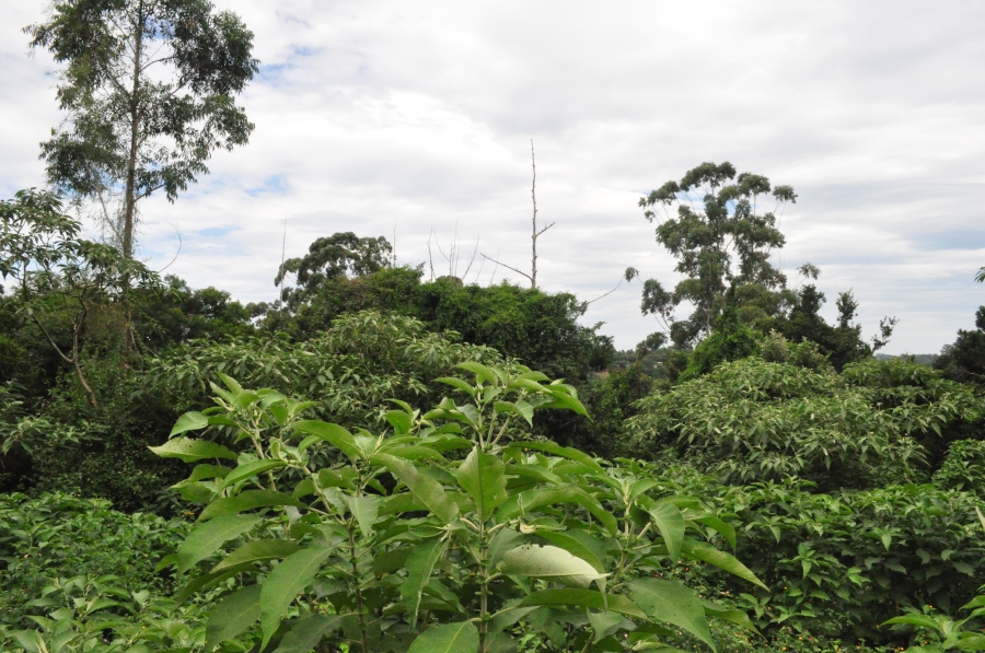 0 Bedroom Property for Sale in Forest Hills KwaZulu-Natal