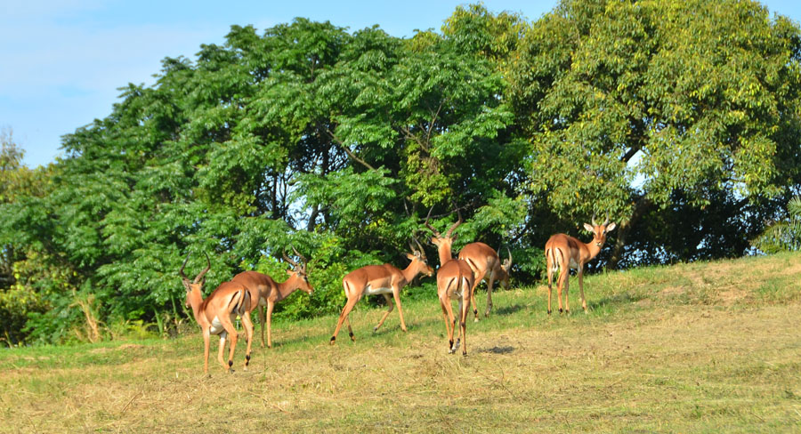 2 Bedroom Property for Sale in Palm Lakes Estate KwaZulu-Natal