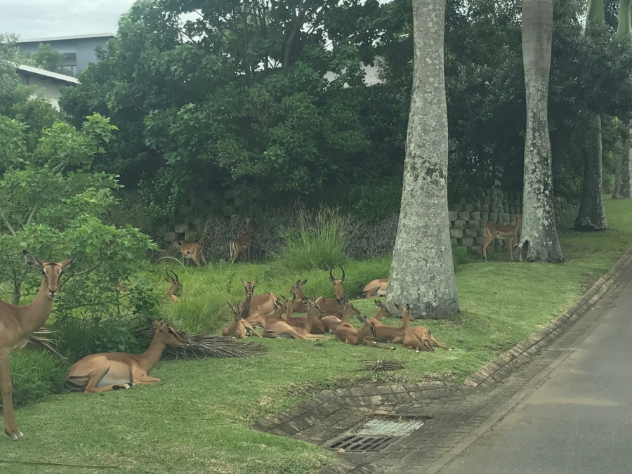 0 Bedroom Property for Sale in Palm Lakes Estate KwaZulu-Natal