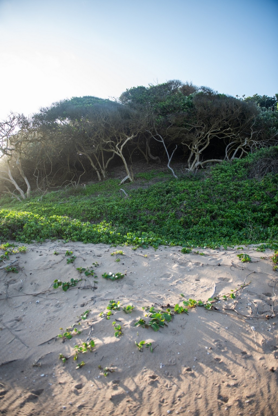 0 Bedroom Property for Sale in Seaton Estate KwaZulu-Natal