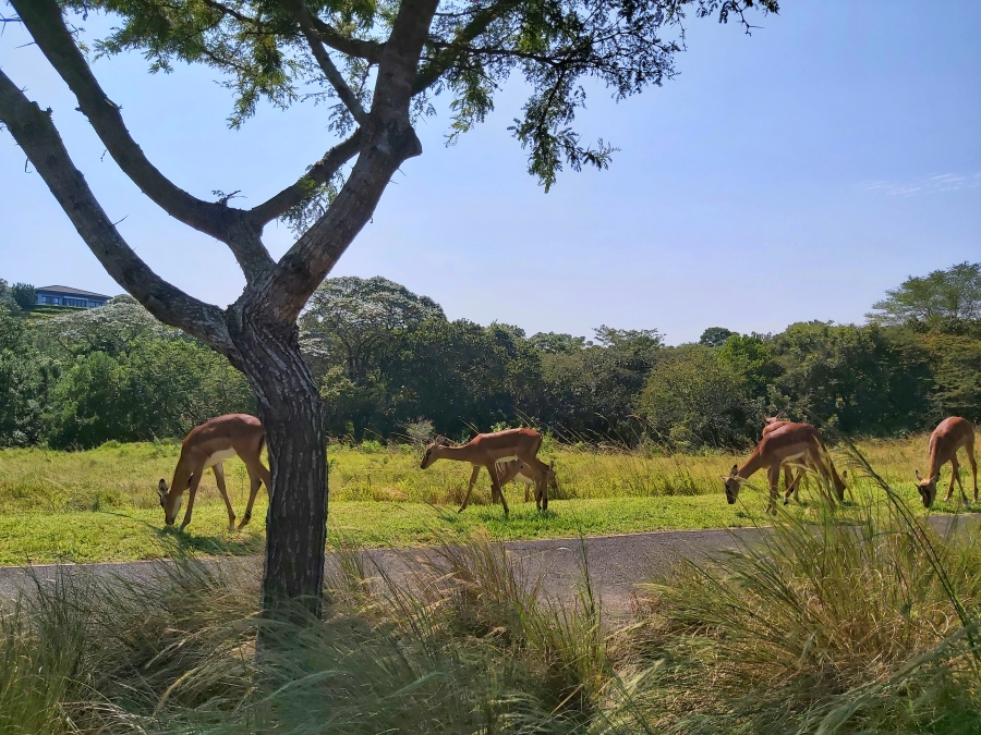 3 Bedroom Property for Sale in Palm Lakes Estate KwaZulu-Natal