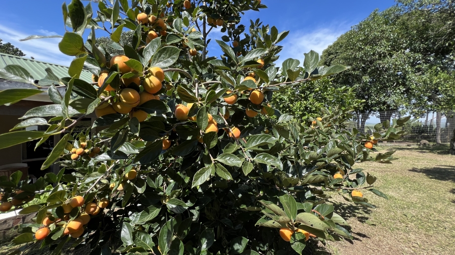 Commercial Property for Sale in Eston KwaZulu-Natal