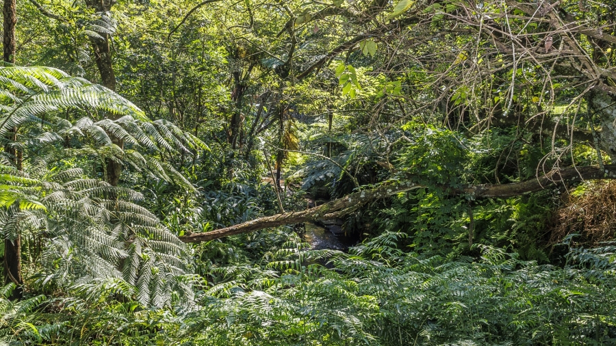 5 Bedroom Property for Sale in Everton KwaZulu-Natal