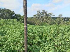 0 Bedroom Property for Sale in Escombe KwaZulu-Natal