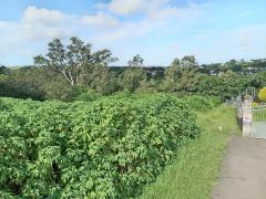 0 Bedroom Property for Sale in Escombe KwaZulu-Natal