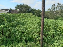 0 Bedroom Property for Sale in Escombe KwaZulu-Natal