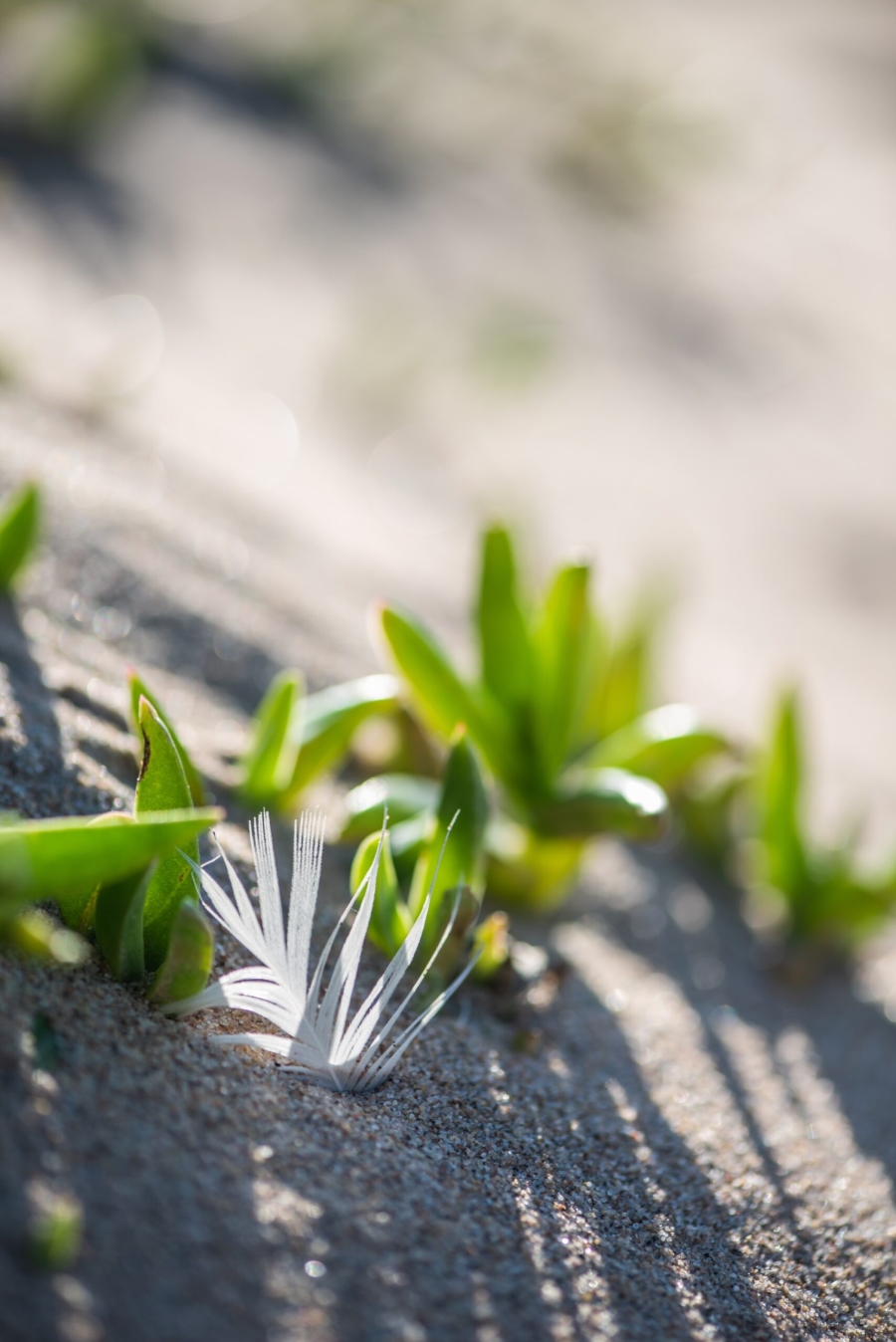 0 Bedroom Property for Sale in Seaton Estate KwaZulu-Natal