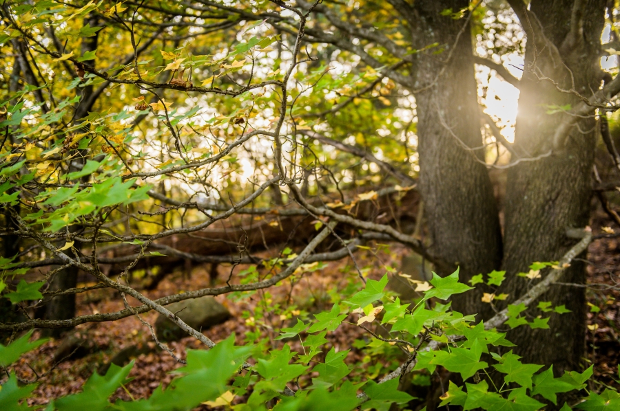 0 Bedroom Property for Sale in Nottingham Road KwaZulu-Natal