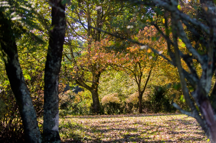 0 Bedroom Property for Sale in Nottingham Road KwaZulu-Natal