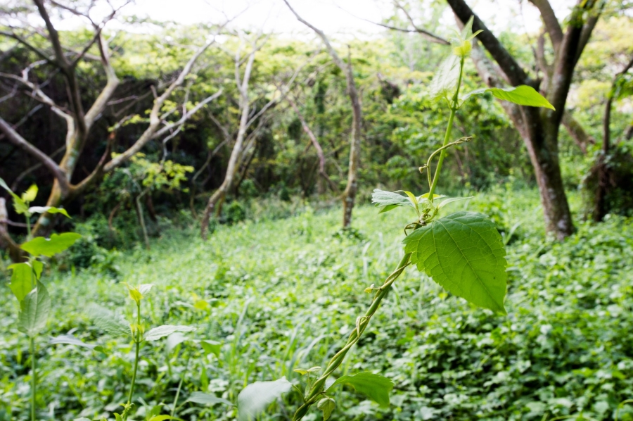 0 Bedroom Property for Sale in Zululami Coastal Estate KwaZulu-Natal