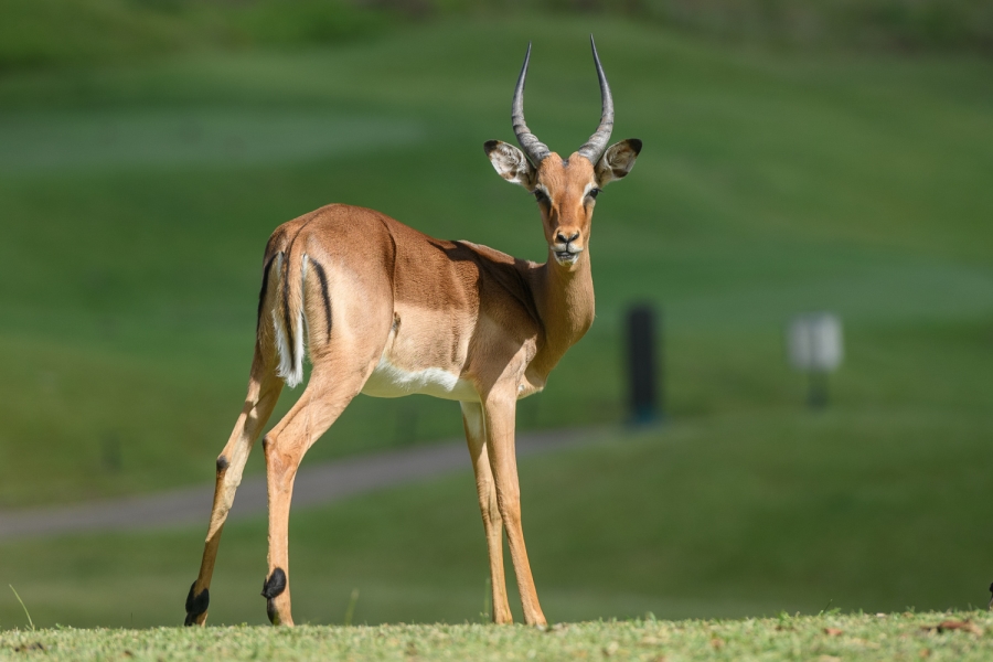 4 Bedroom Property for Sale in San Lameer KwaZulu-Natal