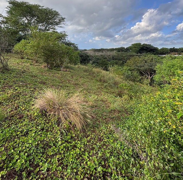 0 Bedroom Property for Sale in Zini River Estate KwaZulu-Natal