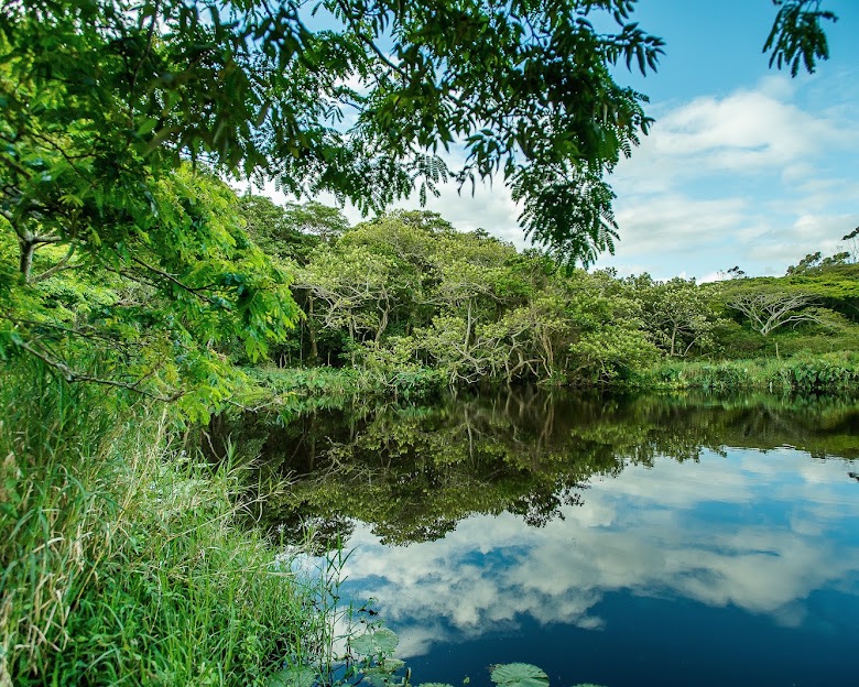 0 Bedroom Property for Sale in Elaleni Coastal Forest Estate KwaZulu-Natal