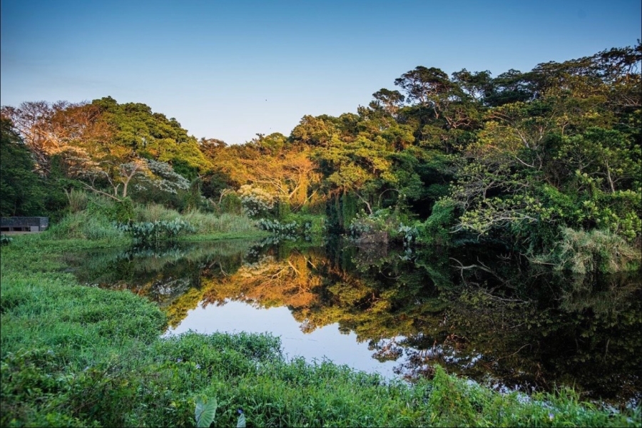 0 Bedroom Property for Sale in Elaleni Coastal Forest Estate KwaZulu-Natal