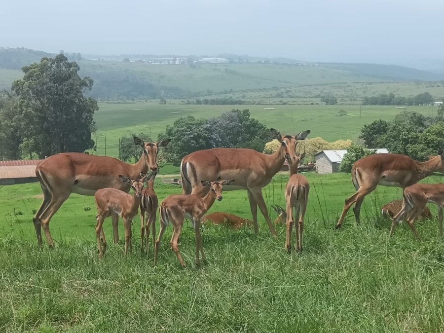 4 Bedroom Property for Sale in Intaba Ridge Secure Eco Estate KwaZulu-Natal