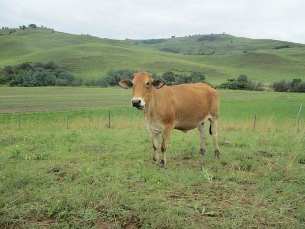 Commercial Property for Sale in Newcastle Rural KwaZulu-Natal