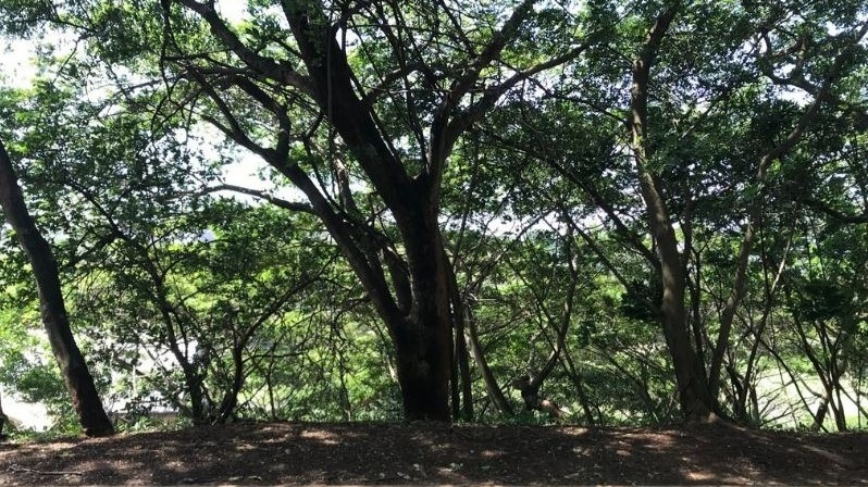 0 Bedroom Property for Sale in Simbithi Eco Estate KwaZulu-Natal