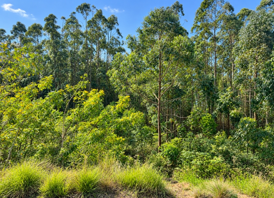 0 Bedroom Property for Sale in Elaleni Coastal Forest Estate KwaZulu-Natal