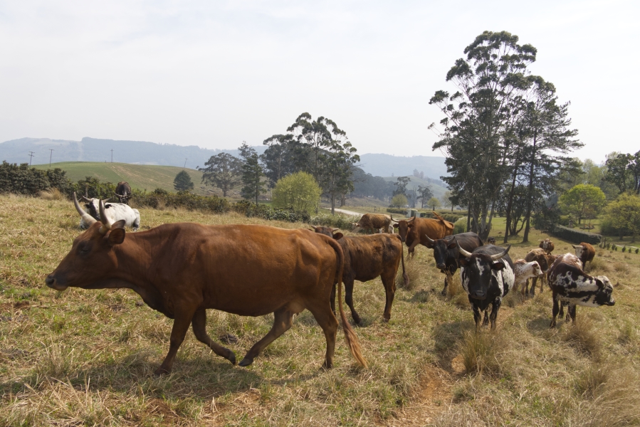 5 Bedroom Property for Sale in Dargle KwaZulu-Natal