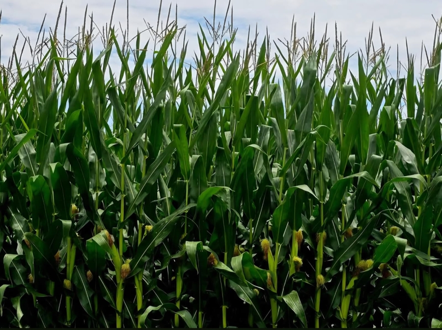 Commercial Property for Sale in Newcastle Rural KwaZulu-Natal