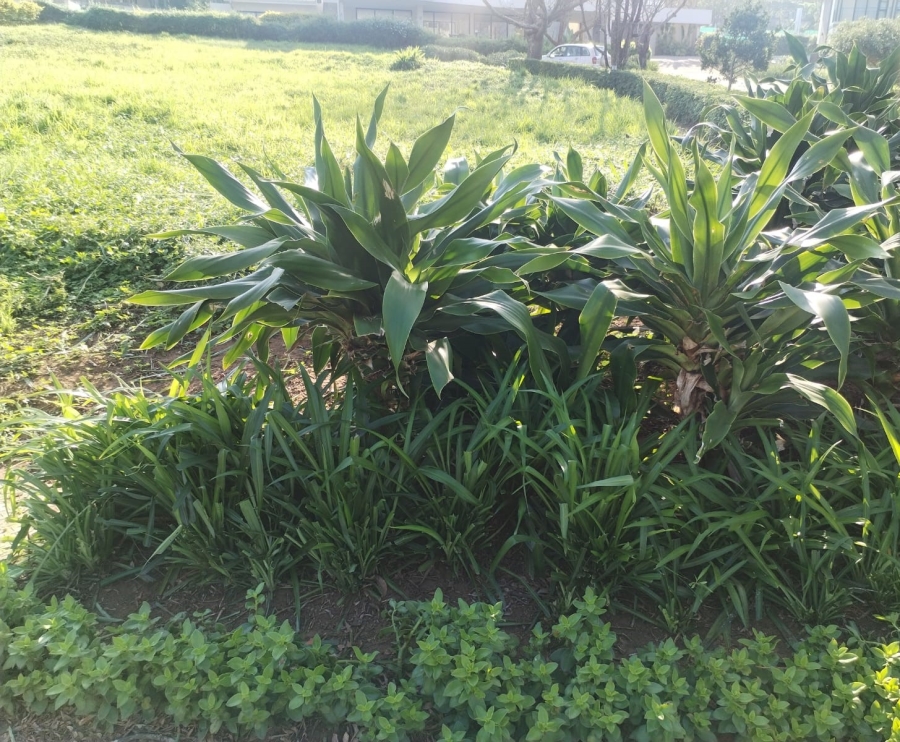 0 Bedroom Property for Sale in Zinkwazi Beach KwaZulu-Natal