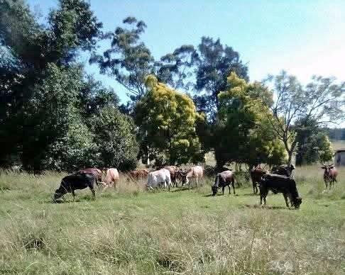 0 Bedroom Property for Sale in Harding KwaZulu-Natal