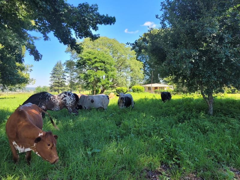 4 Bedroom Property for Sale in Howick KwaZulu-Natal