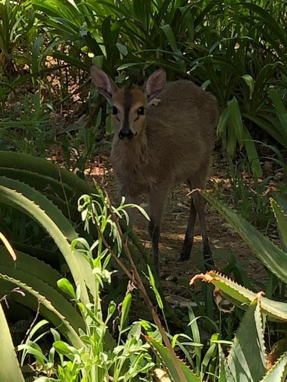 12 Bedroom Property for Sale in Lidgetton KwaZulu-Natal