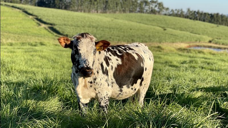 0 Bedroom Property for Sale in Mount Verde KwaZulu-Natal