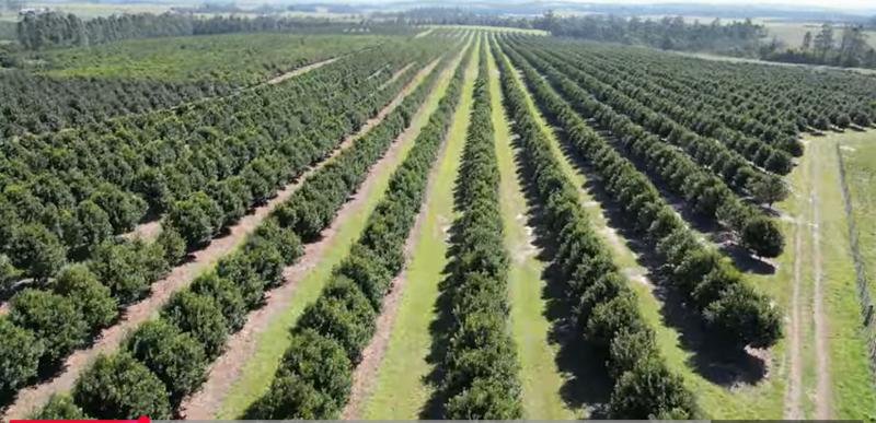 Commercial Property for Sale in Paddock KwaZulu-Natal