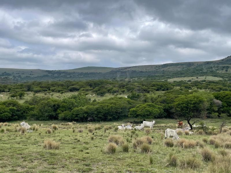 Commercial Property for Sale in Greytown KwaZulu-Natal