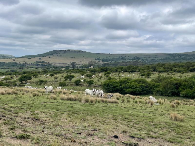 Commercial Property for Sale in Greytown KwaZulu-Natal