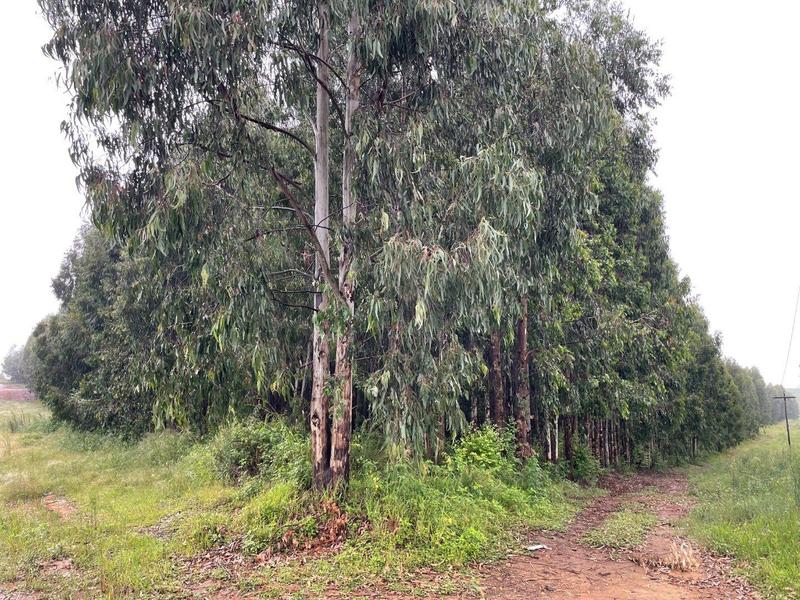 5 Bedroom Property for Sale in Kranskop KwaZulu-Natal