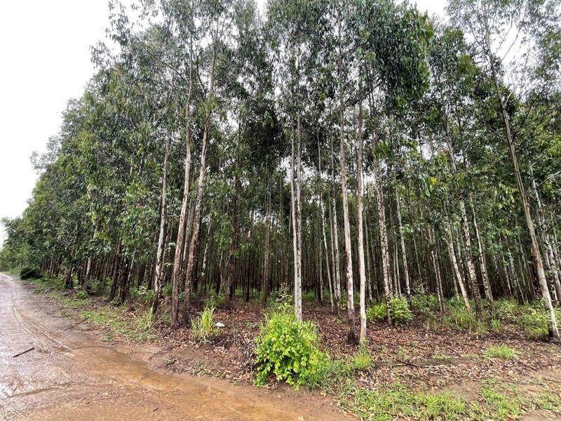 5 Bedroom Property for Sale in Kranskop KwaZulu-Natal