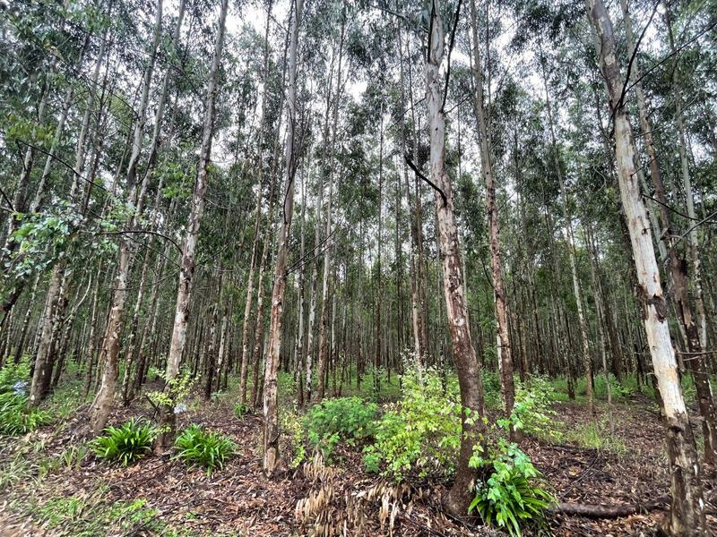 5 Bedroom Property for Sale in Kranskop KwaZulu-Natal