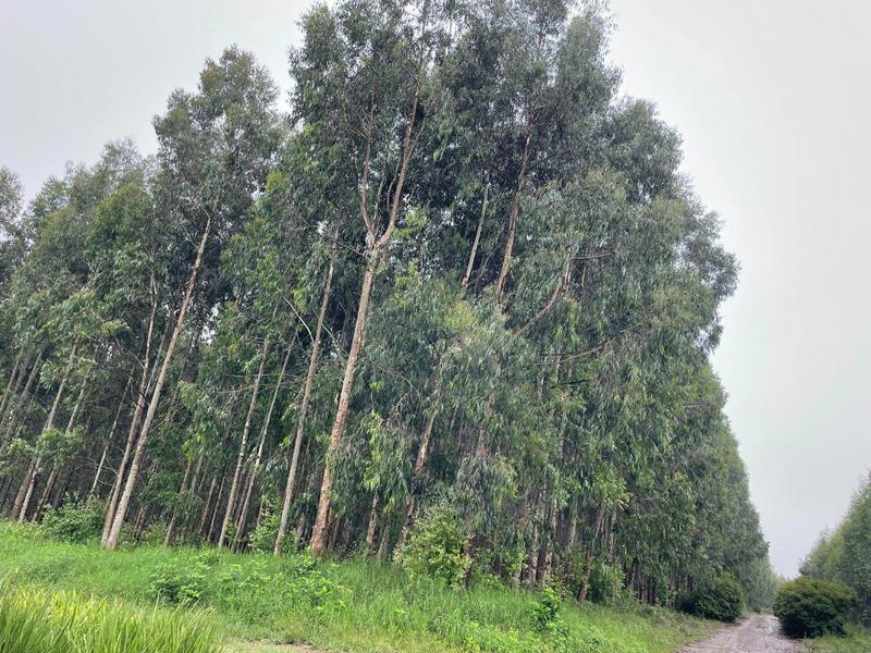 5 Bedroom Property for Sale in Kranskop KwaZulu-Natal