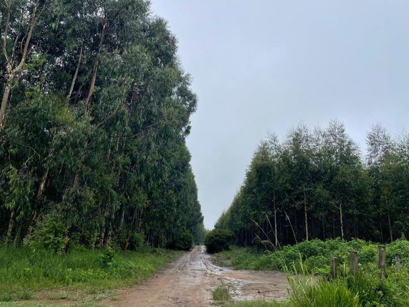 5 Bedroom Property for Sale in Kranskop KwaZulu-Natal