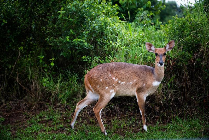 0 Bedroom Property for Sale in Princes Grant Golf Estate KwaZulu-Natal