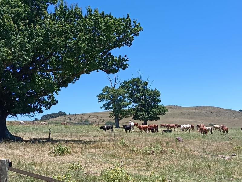 4 Bedroom Property for Sale in Mpofana KwaZulu-Natal