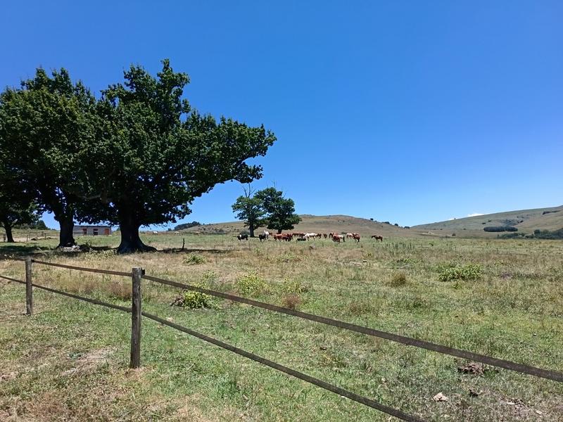 4 Bedroom Property for Sale in Mpofana KwaZulu-Natal