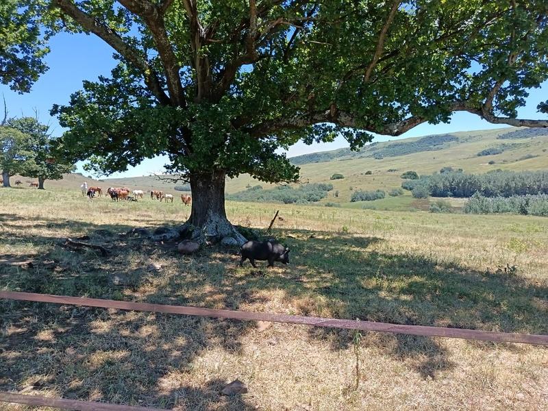 4 Bedroom Property for Sale in Mpofana KwaZulu-Natal