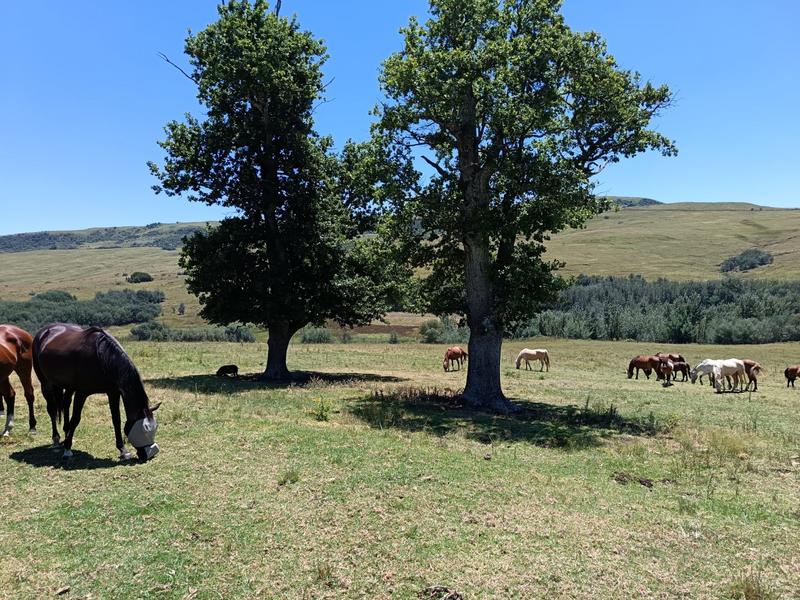 4 Bedroom Property for Sale in Mpofana KwaZulu-Natal