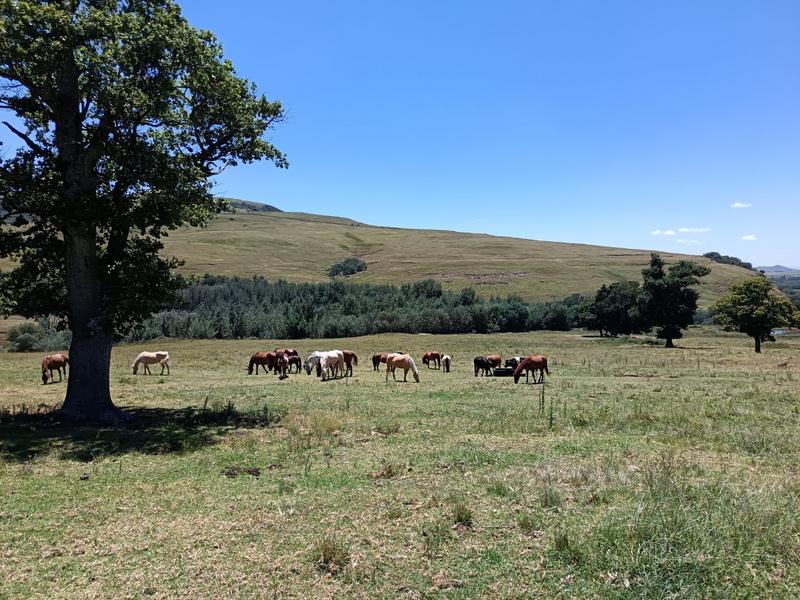 4 Bedroom Property for Sale in Mpofana KwaZulu-Natal