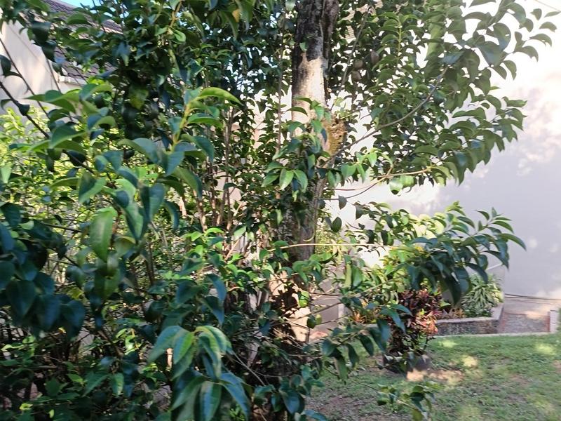 To Let 3 Bedroom Property for Rent in Morningside KwaZulu-Natal