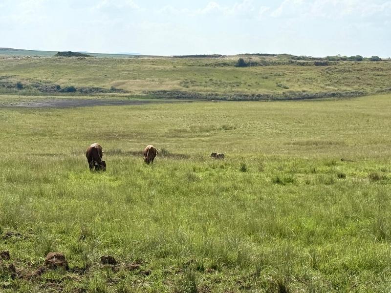 0 Bedroom Property for Sale in Newcastle Rural KwaZulu-Natal