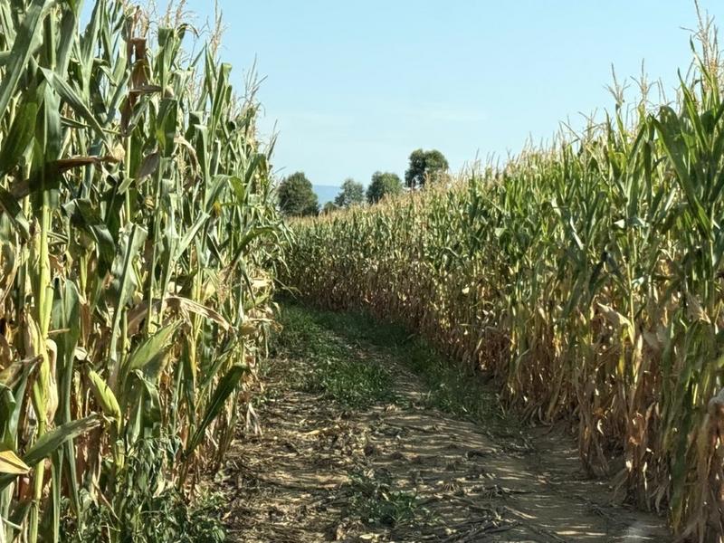 0 Bedroom Property for Sale in Newcastle Rural KwaZulu-Natal